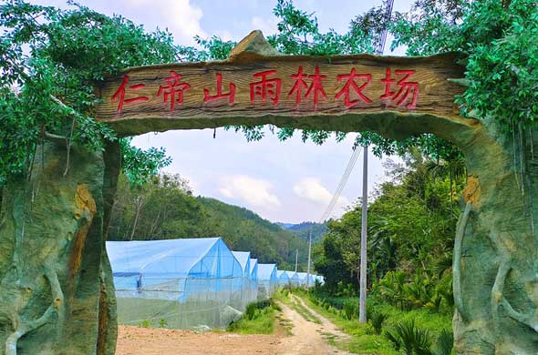 雨林农场